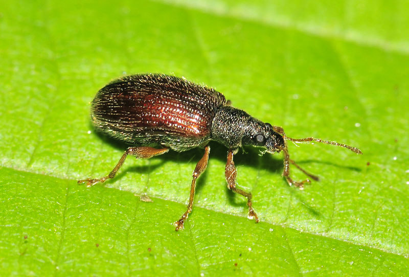 Phyllobius oblongus